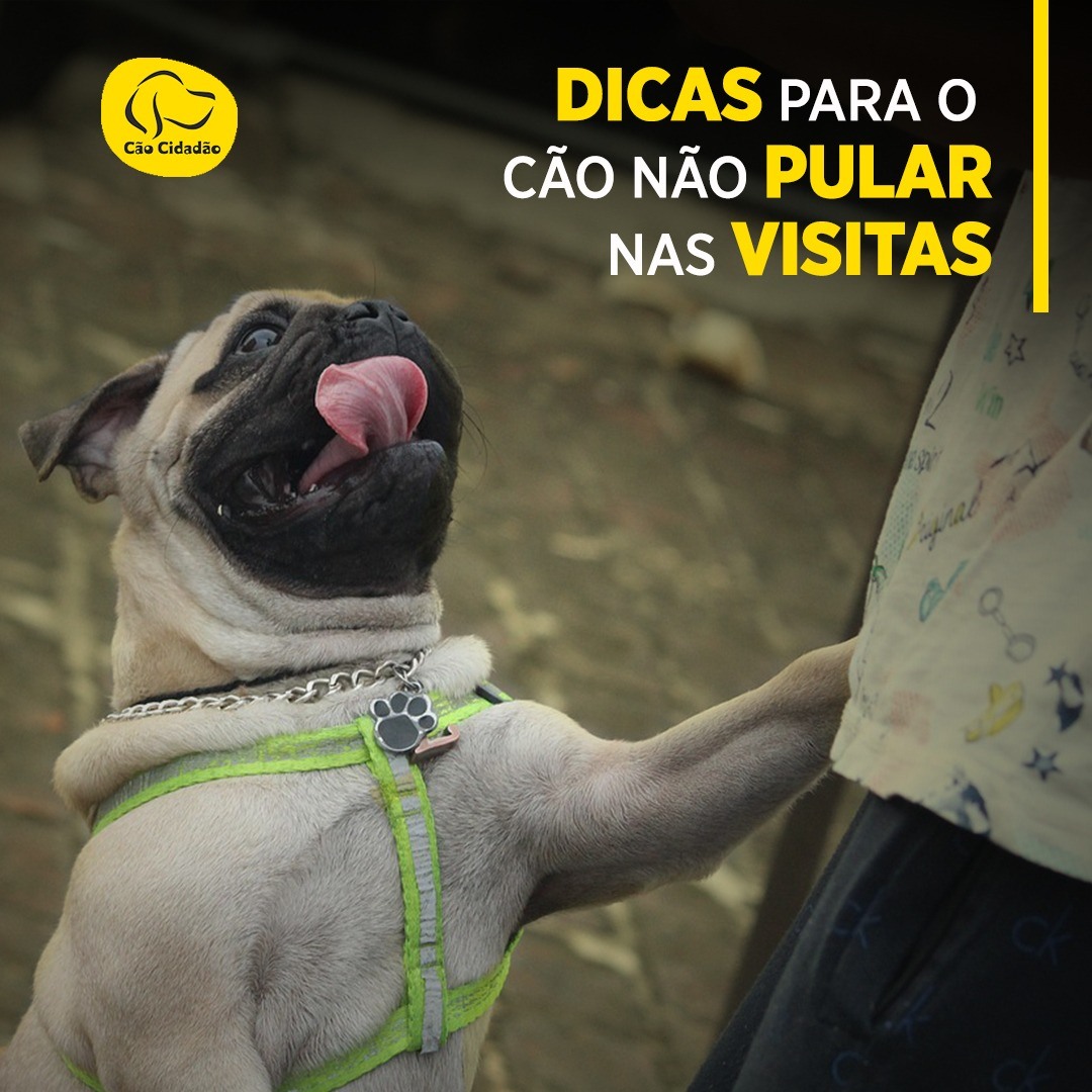 como fazer o cachorro parar de pular nas visitas