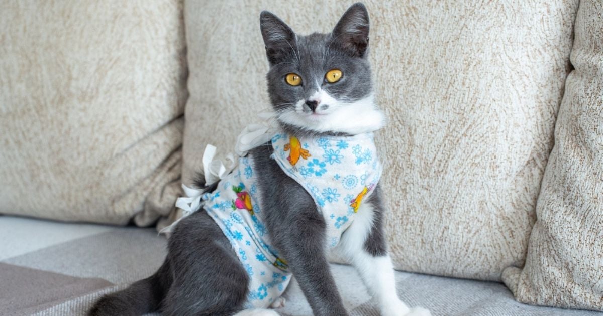 como fazer roupa cirúrgica para gata (roupa pós castração diy)
