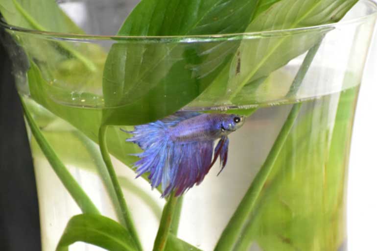 Guia Completo de Plantas para Aquário de Betta: Escolhas de Baixa Manutenção