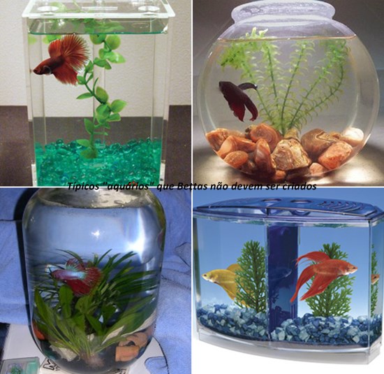 Como Escolher o Filtro Ideal para seu Aquário de Betta: Tipos e Dicas