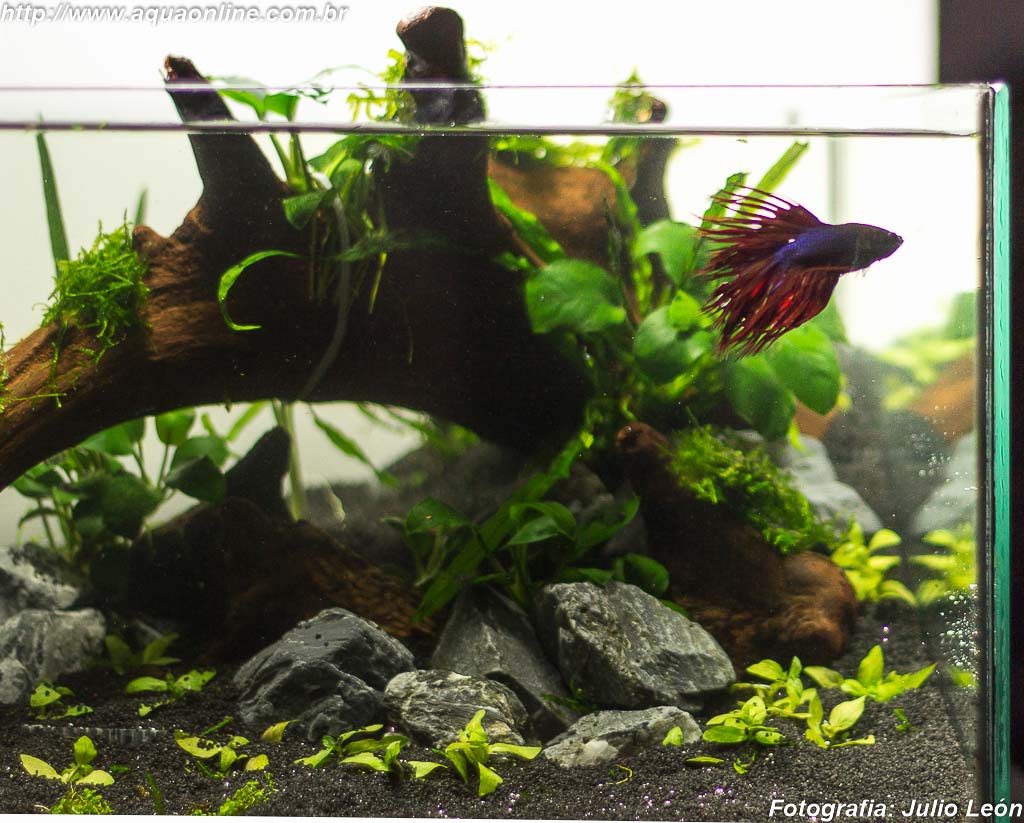 Ciclagem do Aquário: O Passo a Passo Essencial Antes de Colocar seu Betta