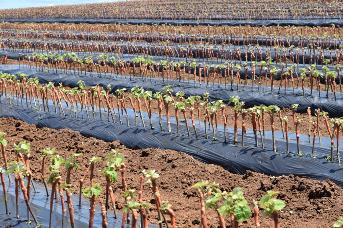 como plantar parreira de uva no chão