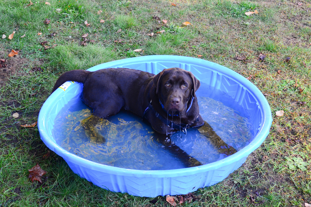 como refrescar o cachorro no calor intenso