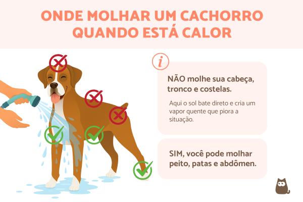 Picolés Caseiros para Cachorros: Receitas Refrescantes e Seguras para o Verão; Como Identificar e Prevenir a Hipertermia em Cães: Sinais de Alerta e Primeiros Socorros; Guia Completo de Cuidados com Raças Braquicefálicas no Calor Extremo; Tapetes Gelados e Outras Soluções para Manter Seu Cachorro Fresco em Casa; Passeios Seguros no Verão: Horários e o Teste da Pata para Proteger Seu Cão