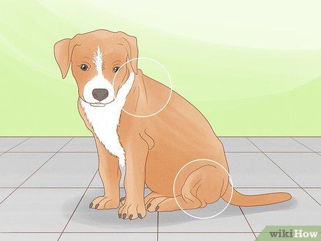 erros comuns ao estimar o tamanho do cachorro pela pata