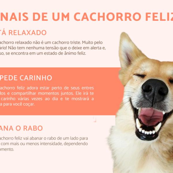 Entenda a Linguagem Corporal do Seu Cachorro: Sinais de Amor e Confiança