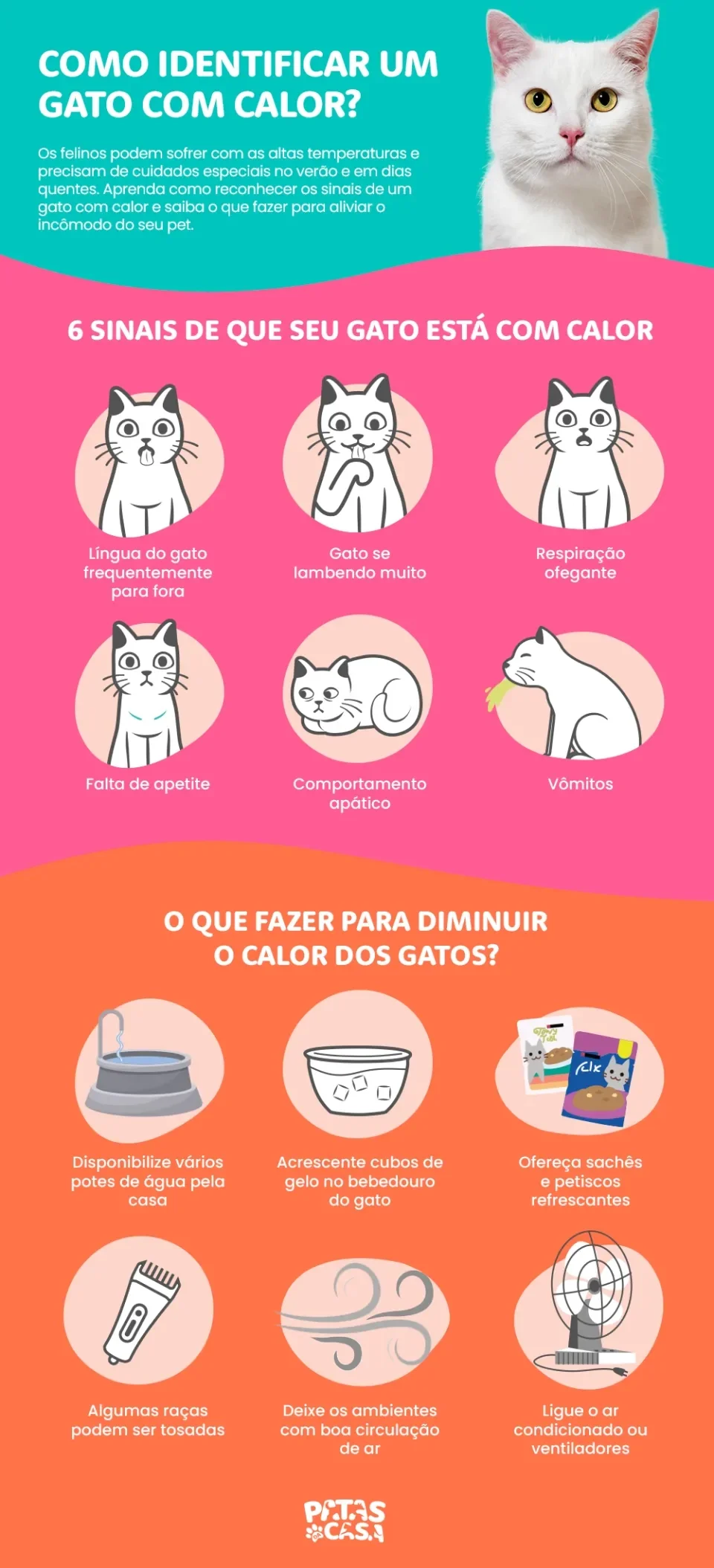 como saber se o gato está com calor