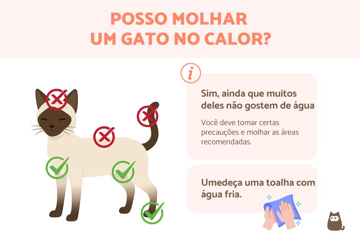 Brincadeiras seguras para gatos em dias quentes