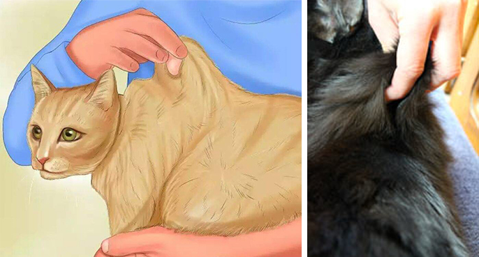 como saber se o gato está desidratado (teste da pele)