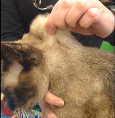 sinais de desidratação em gatos filhotes