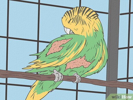 como saber se o pássaro está doente