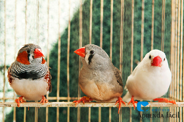 como saber se o pássaro está doente