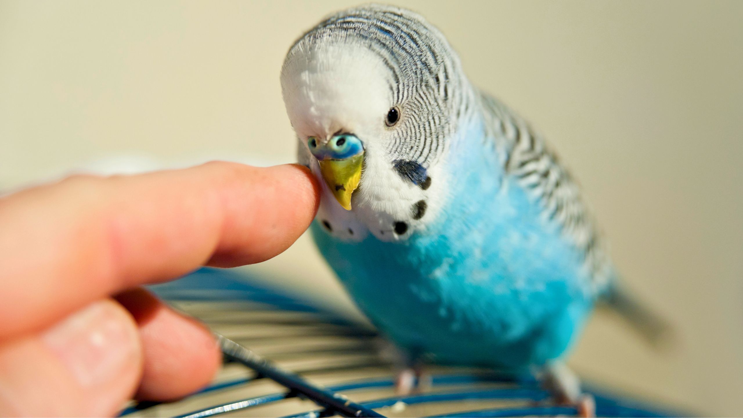 como saber se o pássaro está doente