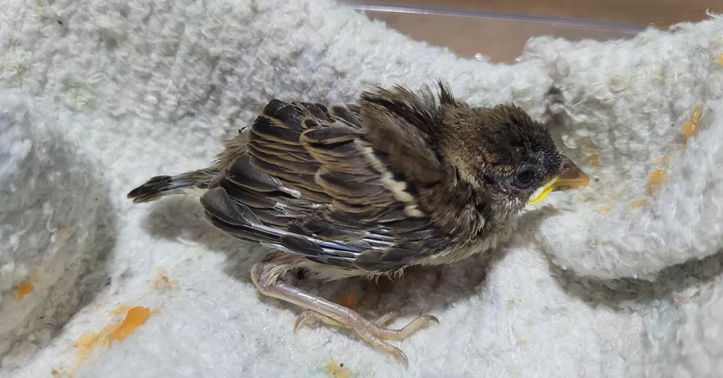 como saber se o pássaro está doente