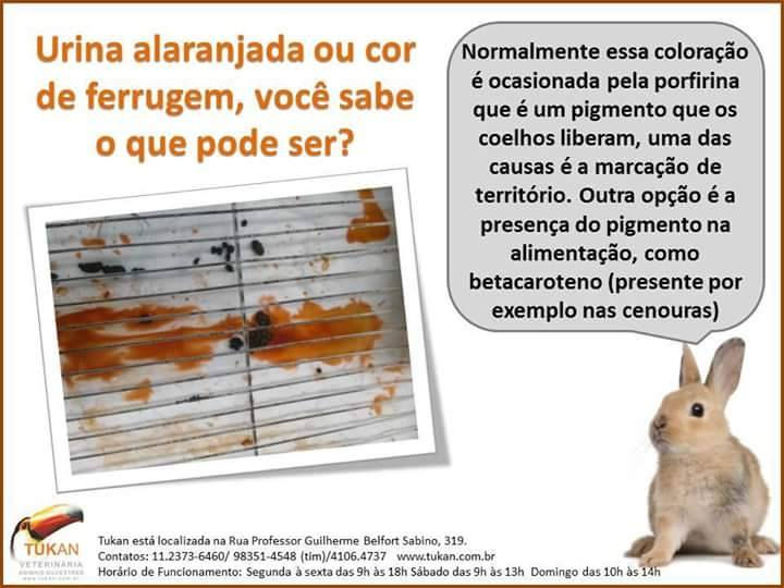 Guia Completo: Como Prevenir Manchas de Xixi de Coelho em Casa