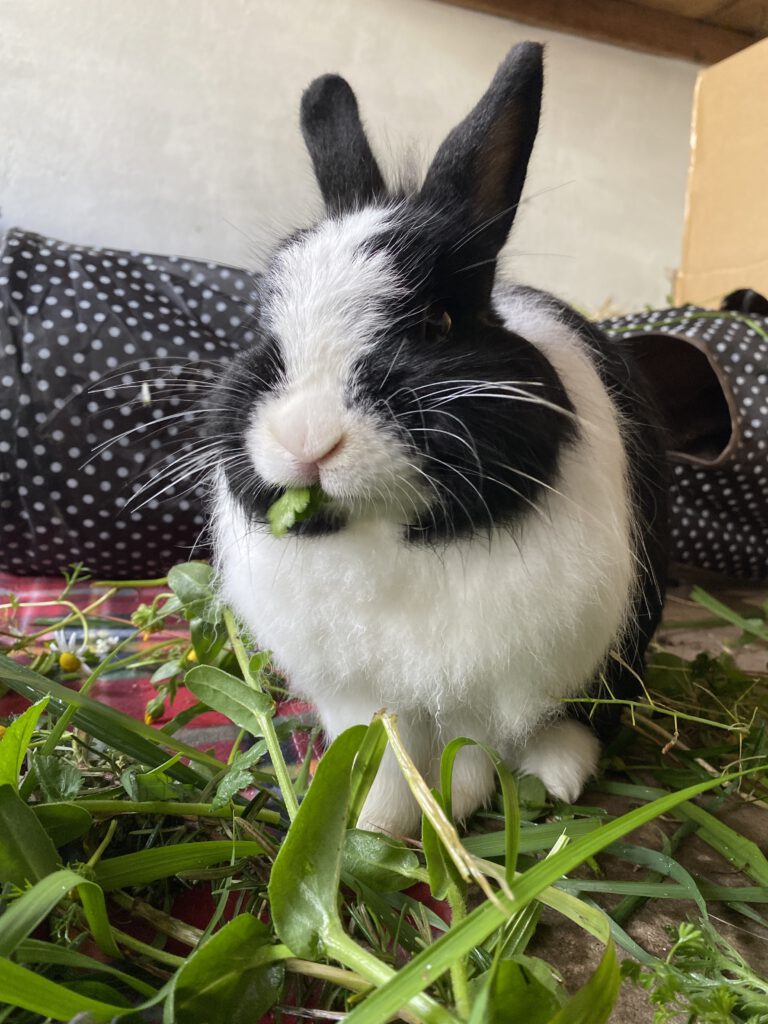 Produtos de Limpeza Seguros para Casas com Coelhos: Um Guia Essencial