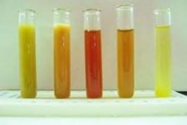 Como Tirar Manchas De Xixi De Coelho