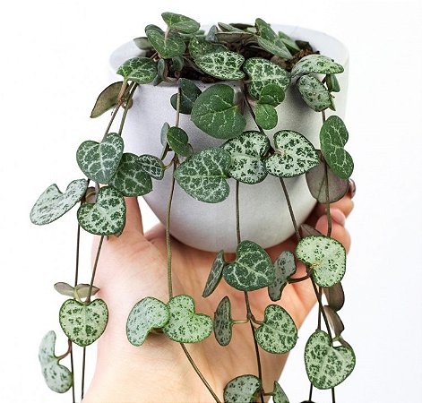 Ceropegia woodii cuidados
