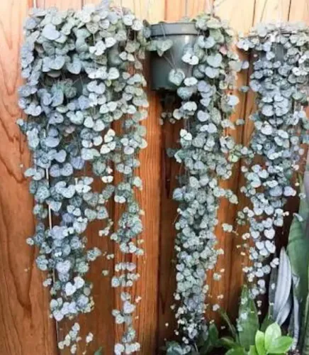 Ceropegia woodii cuidados
