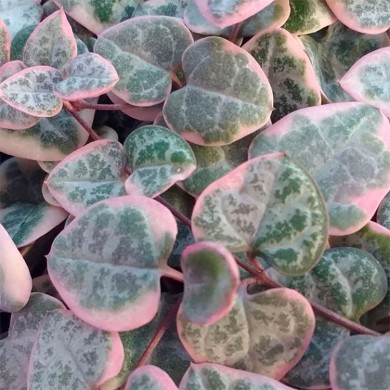 Planta coração emaranhado