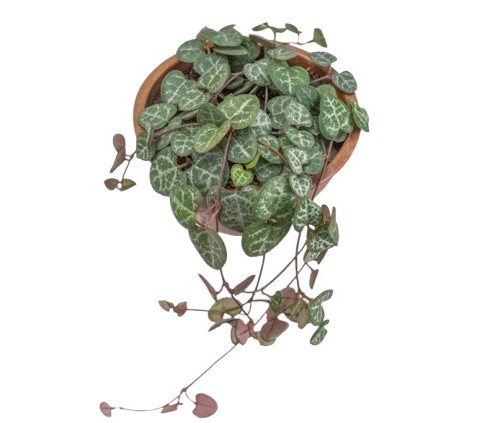 Suculenta coração emaranhado