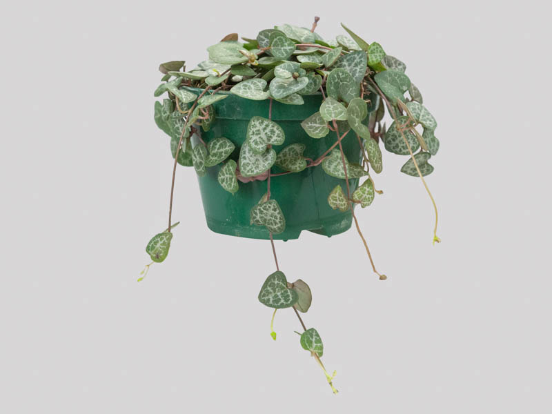 Coração emaranhado variegata