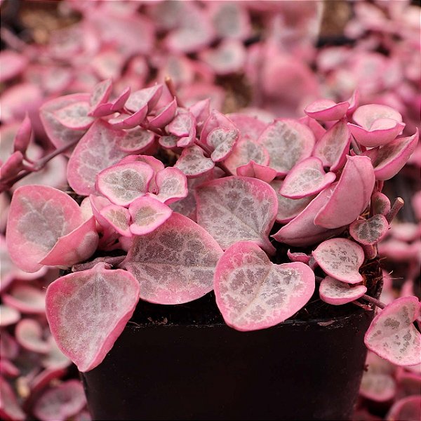 Planta coração emaranhado