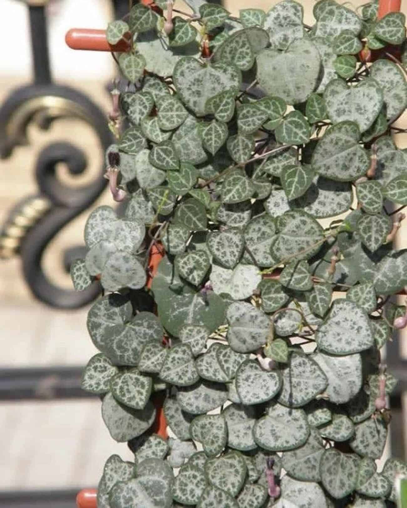 Ceropegia woodii cuidados