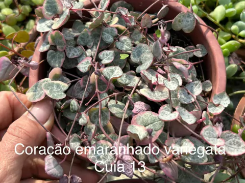 Como cuidar de coração emaranhado