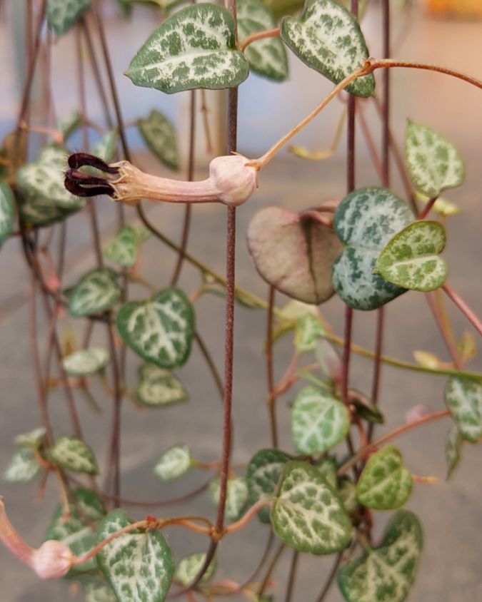 Coração emaranhado variegata