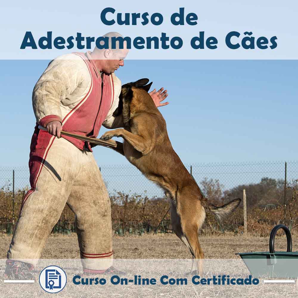 5 Dicas de Adestramento Positivo para Filhotes