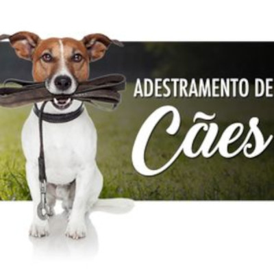 Adestrador Profissional: Carreira e Formação