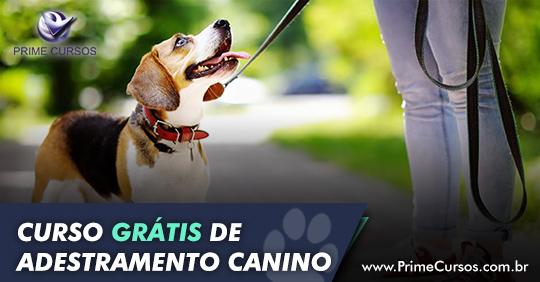 Como Escolher o Melhor Curso de Adestramento Online