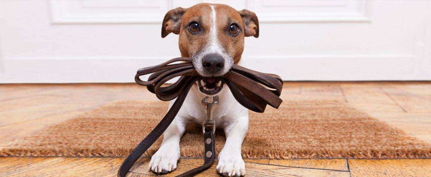 Cursos Gratuitos de Adestramento: Onde Encontrar?