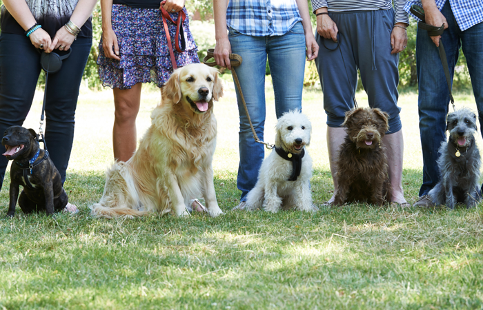 Como Escolher o Melhor Curso de Adestramento Online