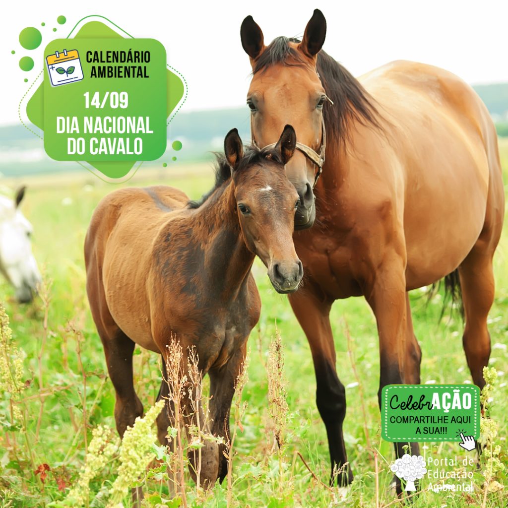 A Importância dos Equinos na História da Humanidade