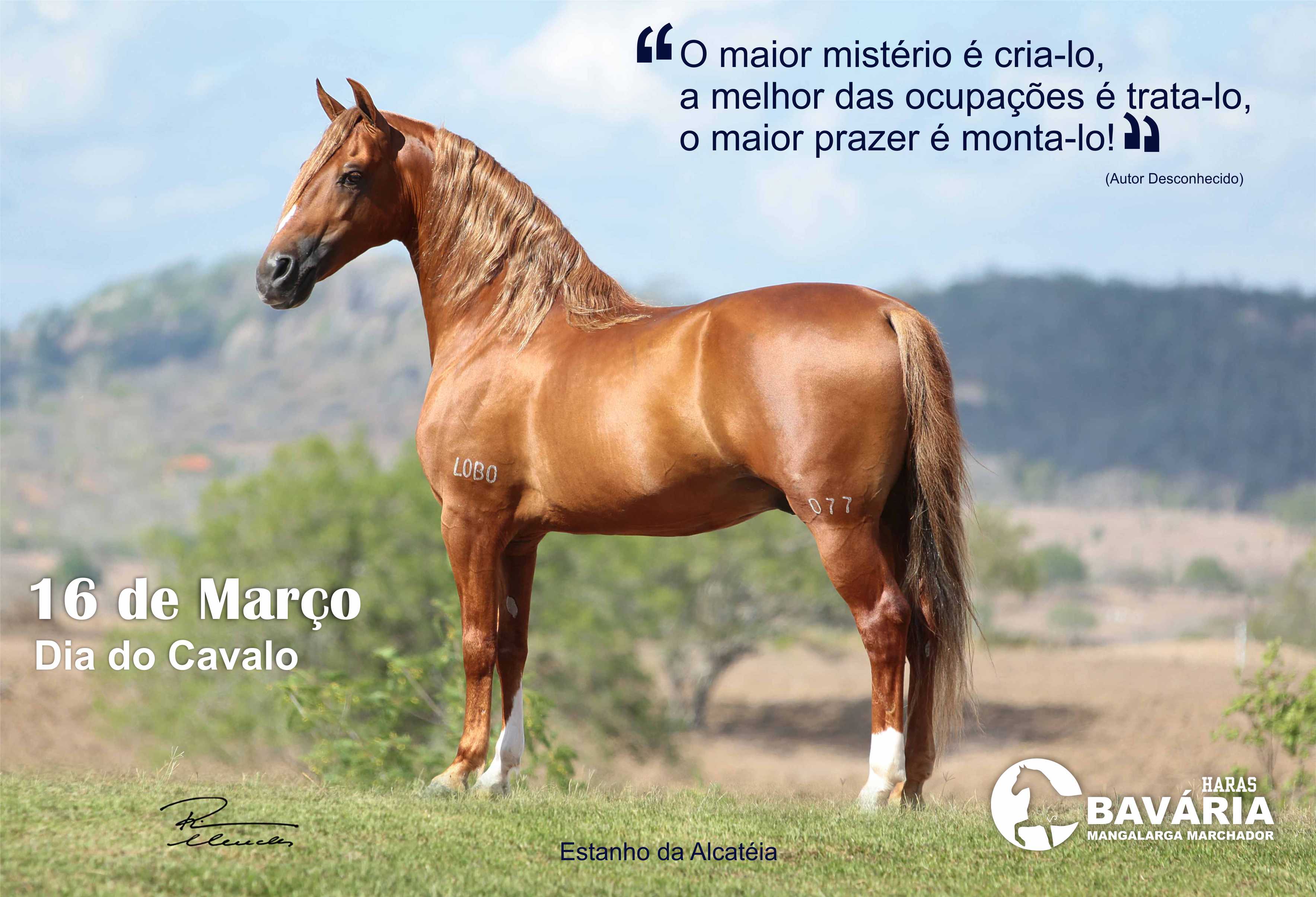 Como a ONU Reconheceu o Dia Internacional do Cavalo