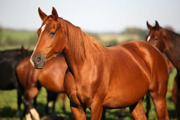 Raças de Cavalos Mais Populares no Brasil