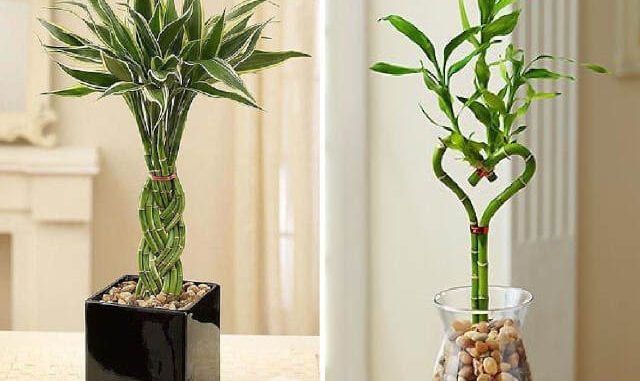 Água ou Terra? Qual o Melhor Cultivo para o Seu Bambu da Sorte?