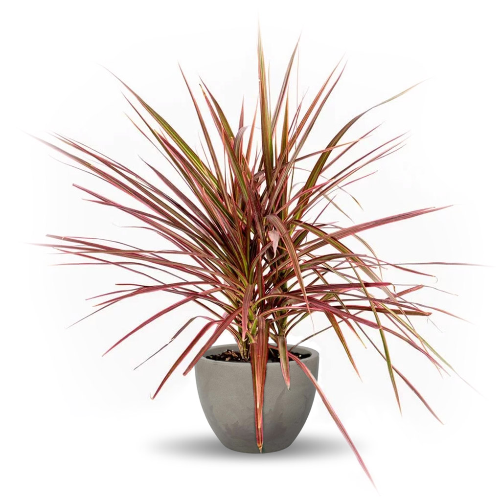 dicas de como cuidar de dracena