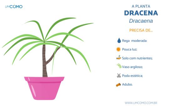 5 ideias de títulos:
1. Guia Completo: Como Cuidar da Sua Dracena em Casa
2. Dracena: A Planta Perfeita para Iniciantes e Ambientes Internos
3. Soluções para Pontas Secas em Dracenas: Dicas de Manejo
4. Propagação de Dracenas: Transforme sua Planta em Mudas
5. Dracenas e Pets: Entenda os Riscos e Cuidados Necessários