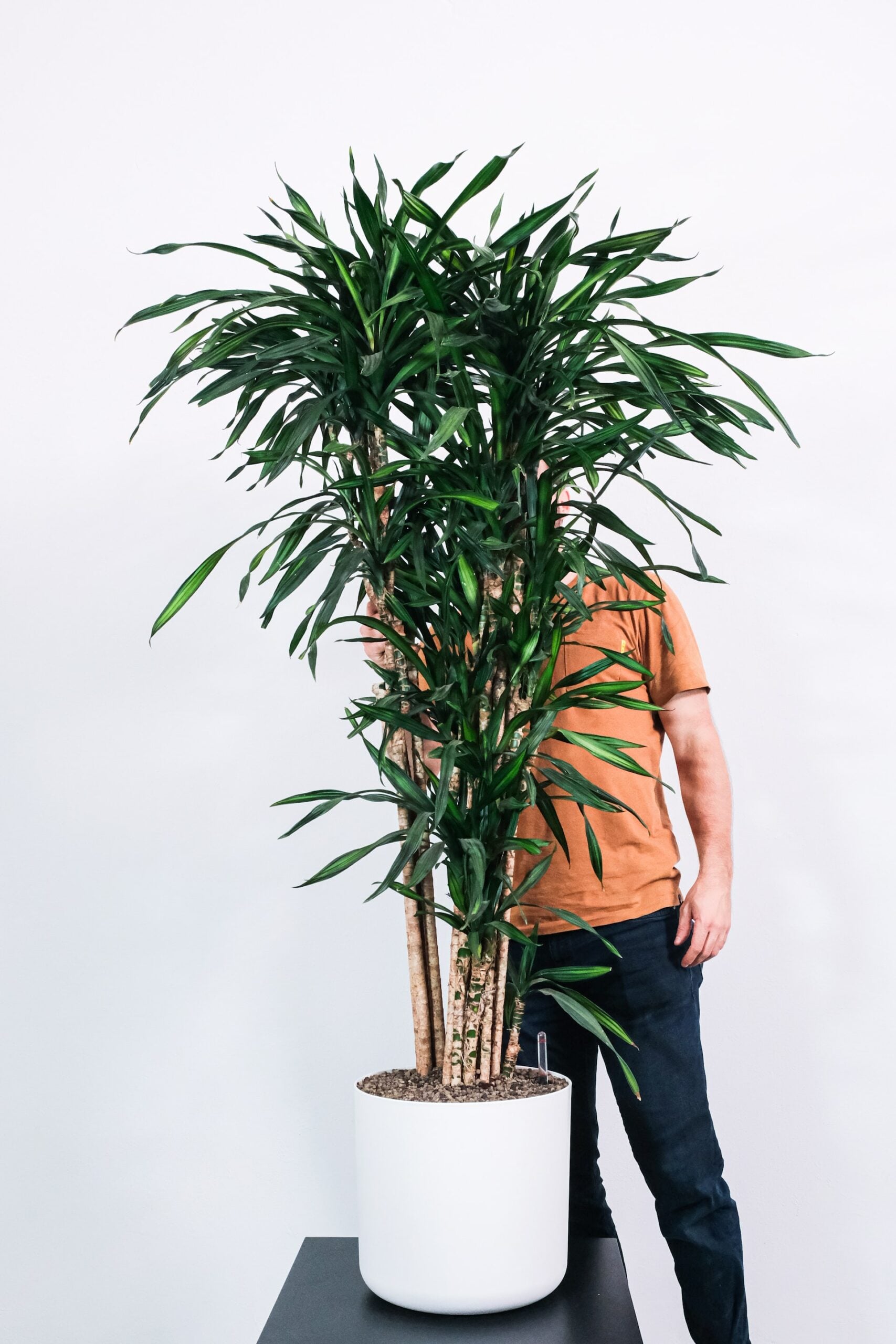 5 ideias de títulos:
1. Guia Completo: Como Cuidar da Sua Dracena em Casa
2. Dracena: A Planta Perfeita para Iniciantes e Ambientes Internos
3. Soluções para Pontas Secas em Dracenas: Dicas de Manejo
4. Propagação de Dracenas: Transforme sua Planta em Mudas
5. Dracenas e Pets: Entenda os Riscos e Cuidados Necessários