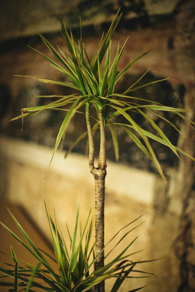 5 ideias de títulos:
1. Guia Completo: Como Cuidar da Sua Dracena em Casa
2. Dracena: A Planta Perfeita para Iniciantes e Ambientes Internos
3. Soluções para Pontas Secas em Dracenas: Dicas de Manejo
4. Propagação de Dracenas: Transforme sua Planta em Mudas
5. Dracenas e Pets: Entenda os Riscos e Cuidados Necessários