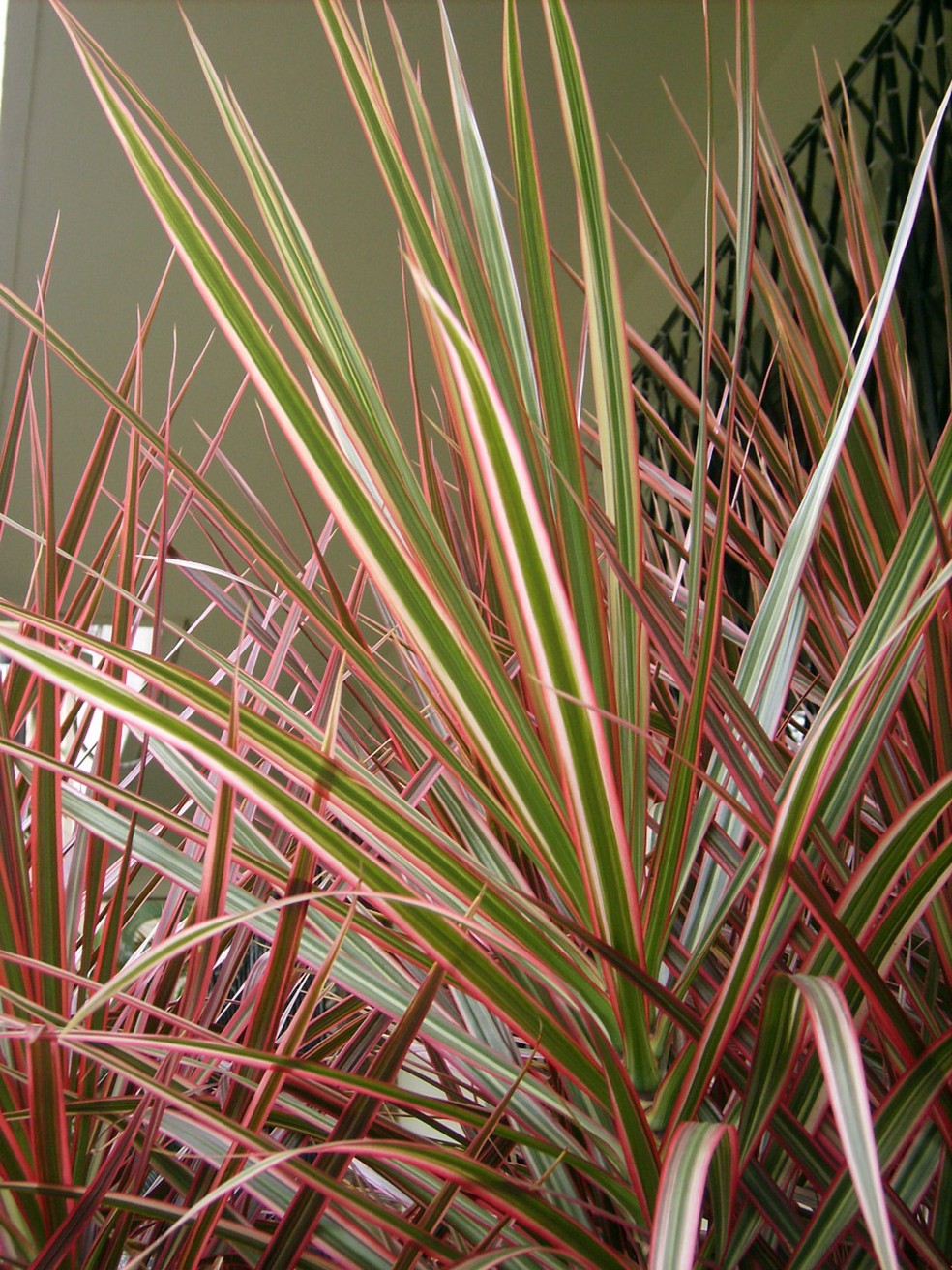dicas de como cuidar de dracena
