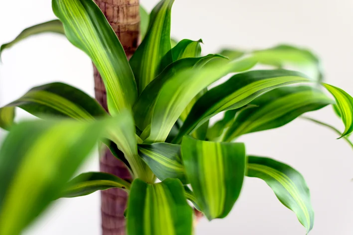 5 ideias de títulos:
1. Guia Completo: Como Cuidar da Sua Dracena em Casa
2. Dracena: A Planta Perfeita para Iniciantes e Ambientes Internos
3. Soluções para Pontas Secas em Dracenas: Dicas de Manejo
4. Propagação de Dracenas: Transforme sua Planta em Mudas
5. Dracenas e Pets: Entenda os Riscos e Cuidados Necessários