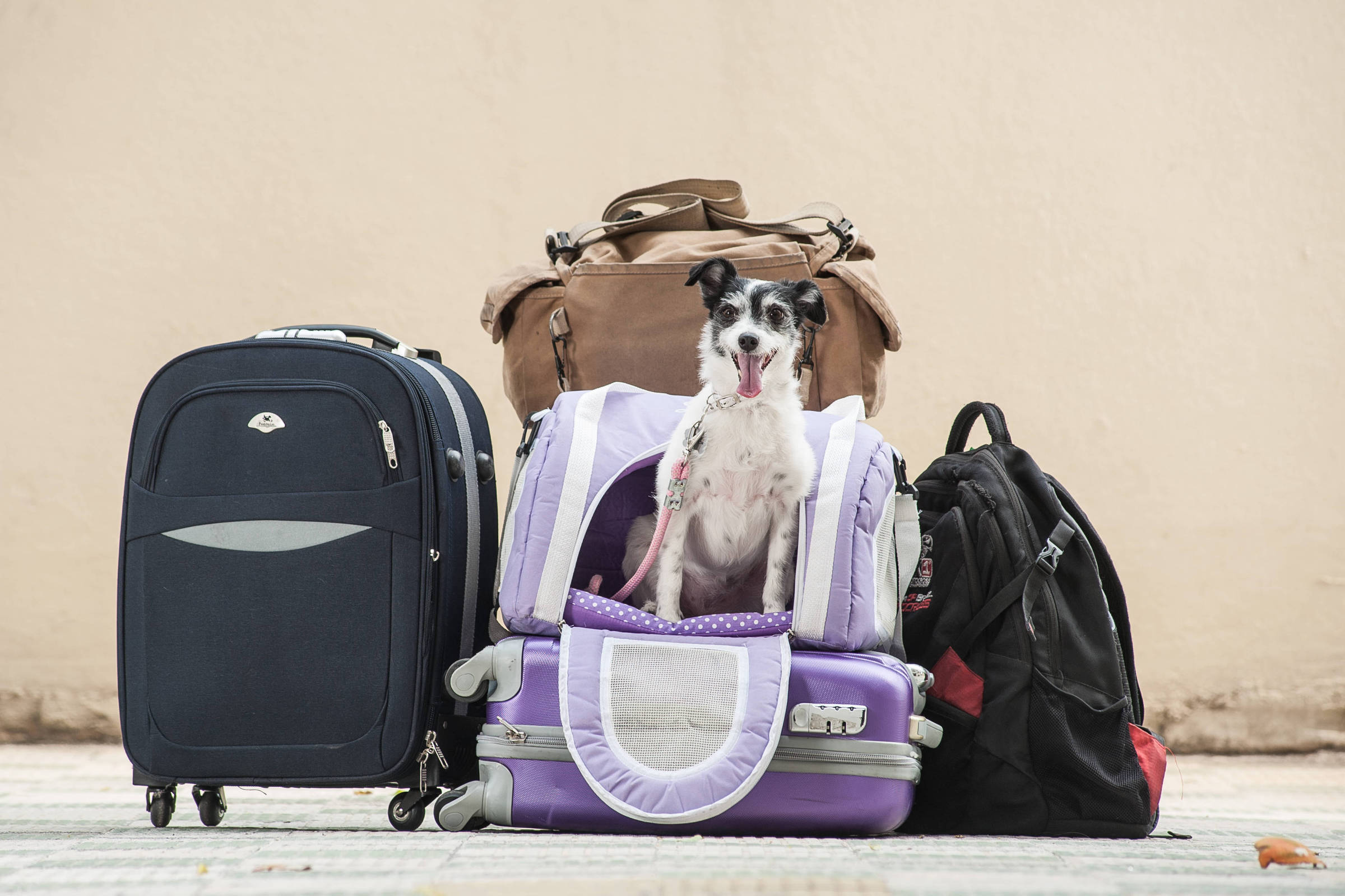 dicas para viajar com cachorro em avião gol e latam