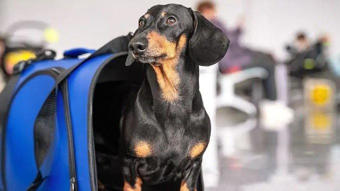 melhores caixas de transporte para viajar com cachorro gol latam