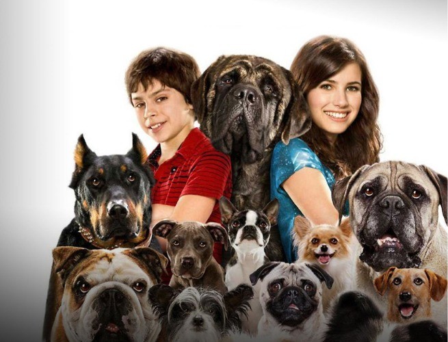 custo benefício filmes de animais para assistir com a família