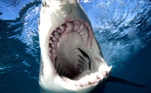 filmes de tubarão e monstros marinhos assustadores