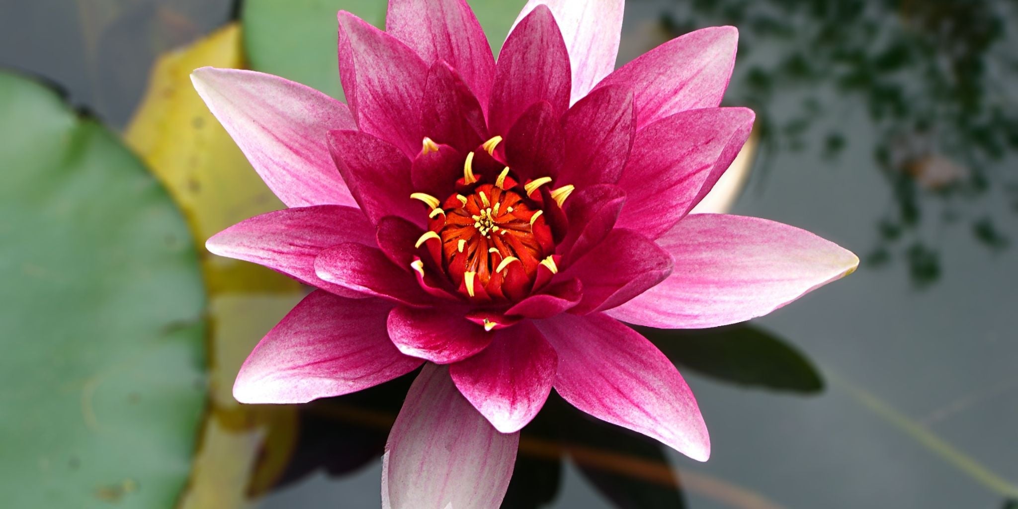flor de lótus significado